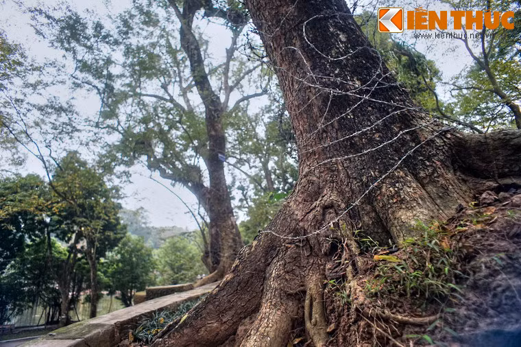 Loại gỗ này chủ yếu được xuất sang Trung Quốc để làm đồ thờ cao cấp.