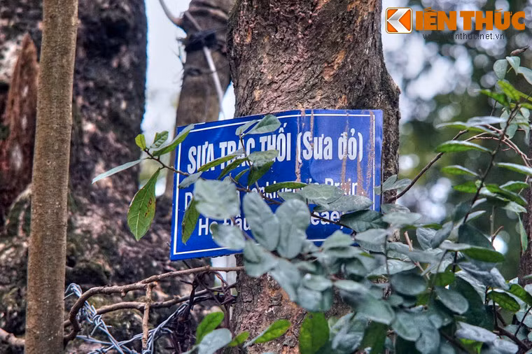 Ngày nay, hàng chục cây sưa đỏ vẫn tồn tại trên núi Nùng, trở thành loài cây đặc trưng của ngọn núi nhân tạo này.