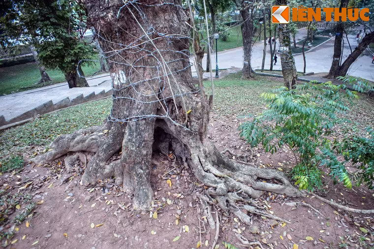 Hiện tại, các cây sưa đỏ ở nơi đây được bảo vệ bằng các vòng dây kẽm gai dưới sự theo dõi chặt chẽ của nhân viên Vườn bách thảo.