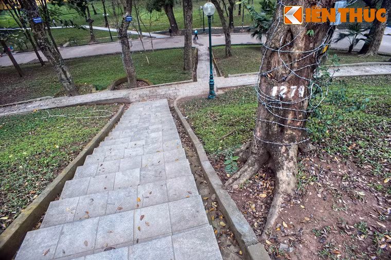 Và những cây sưa này chính là "kho báu nghìn tỉ" giữa trung tâm Hà Nội.