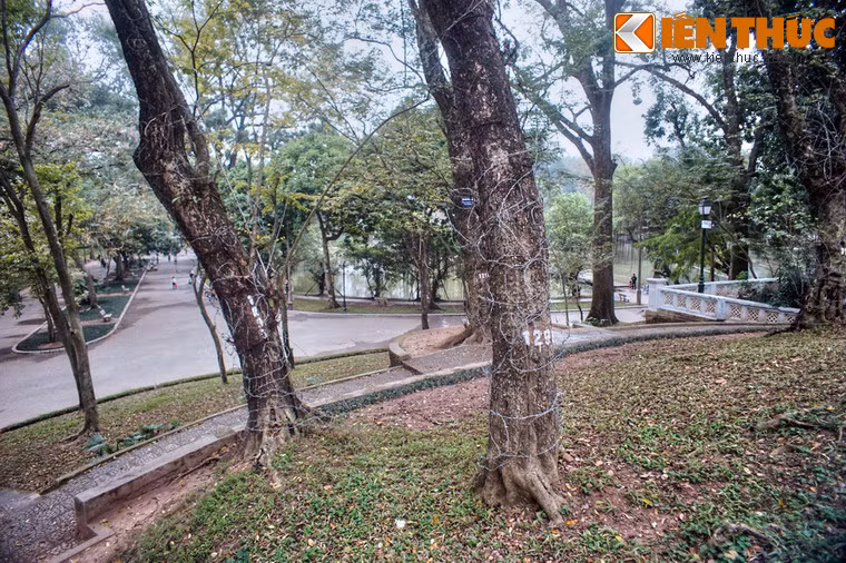 Đây là nơi tập trung nhiều cây sưa đỏ nhất trong khu vực nội thành Hà Nội.