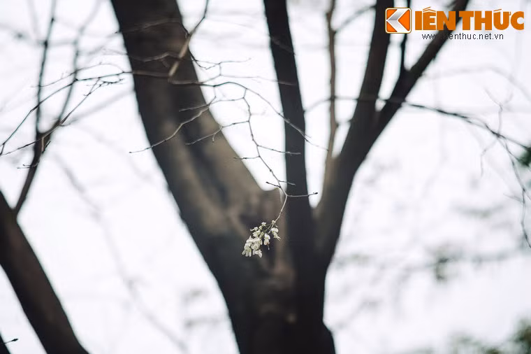 Có thể thấy rằng, những truyền thuyết về hoa sưa có nhiều dị bản, nhưng đều tôn vinh sự vĩnh cửu tình yêu đôi lứa.