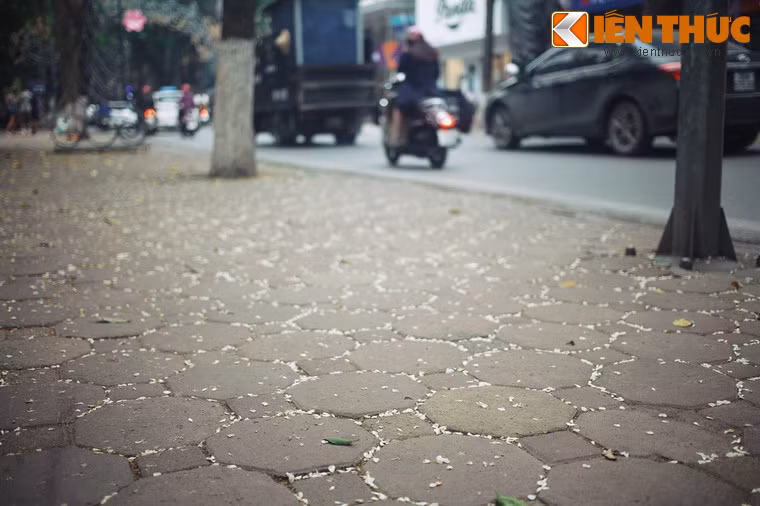 Linh hồn không thể siêu thoát đã kết tinh thành loài hoa trắng tinh khiết, cứ mỗi độ xuân về lại nở rộ rồi lụi tàn như sự mong manh của một mối tình đau đớn...