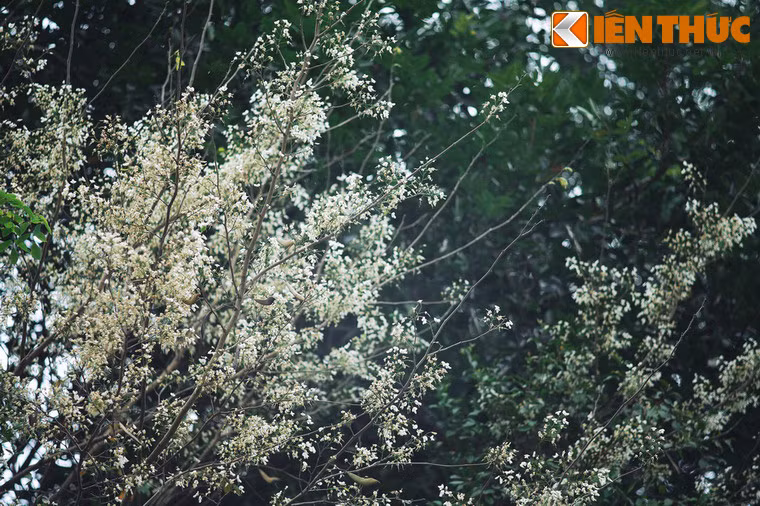 Cô gái chờ đợi nhiều năm, nhưng không thấy bóng dáng người yêu trở lại. Trong những năm đó, chiếc cây chàng trai trồng lớn lên xanh tốt.