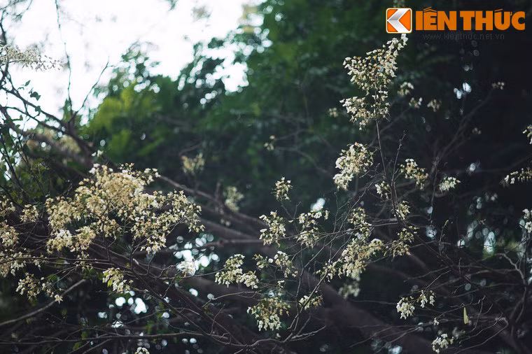 Những truyền thuyết ấy khiến người Hà Nội càng thêm yêu màu hoa trắng tuyệt đẹp của loài hoa tinh khiết này.