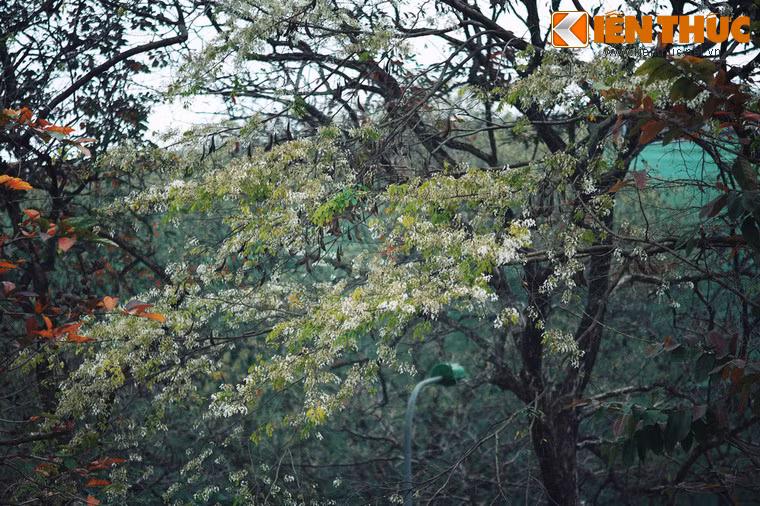 Những ngày cuối tháng 3, nhiều con phố Hà Nội chìm trong sắc trắng hoa sưa, khiến lòng người mê đắm... Nhưng ít ai biết rằng, ẩn giấu phía sau loài hoa trắng tinh khôi này là huyền thoại về một mối tình đầy bi thương.