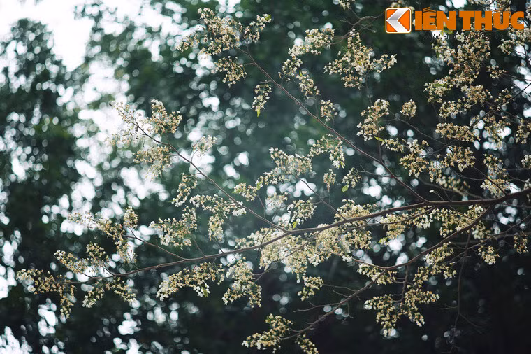 Rồi đến một mùa xuân, cây trổ hoa toàn một màu trắng tinh. Người con gái khóc than trong đau thương tột cùng...