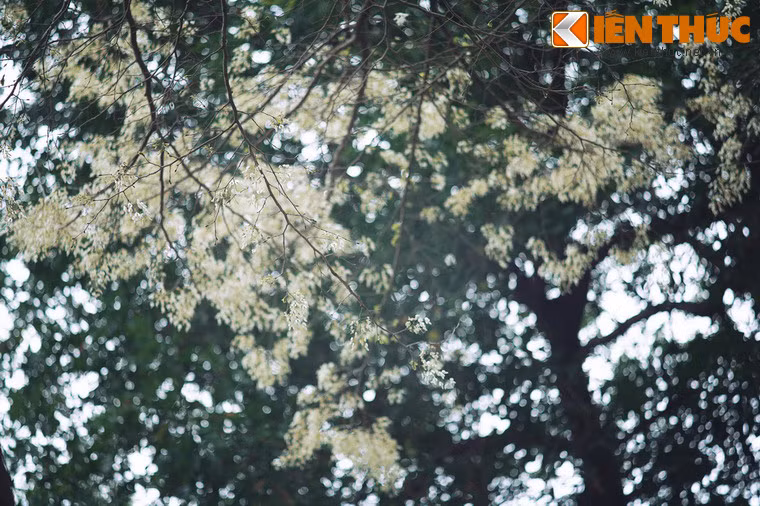 Nhưng nàng không đi lấy chồng theo nguyện vọng của người thương mà vẫn đợi chờ trong tuyệt vọng.