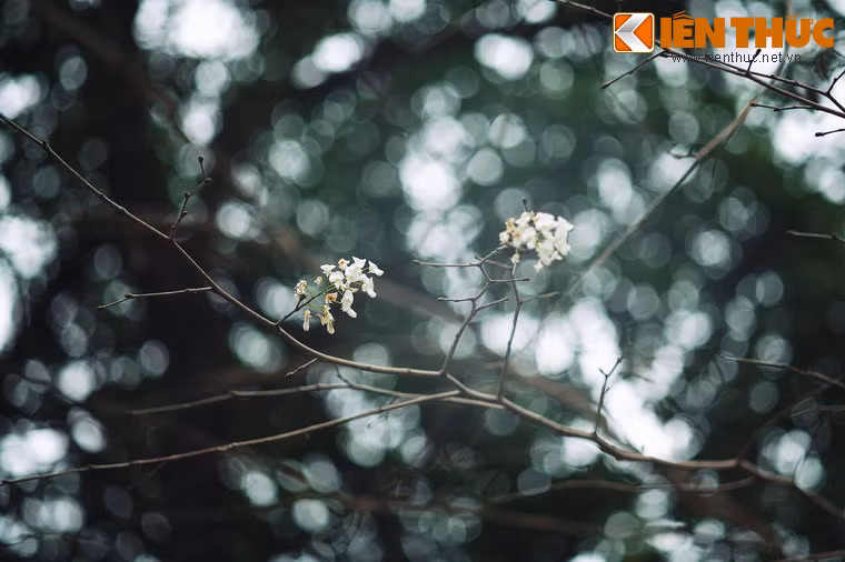 Trước khi ra đi, chàng tặng cho nàng một cây nhỏ trồng trong vườn nhà và dặn: “Nếu mai này cây lớn trổ hoa màu đỏ thì chắc chắn anh sẽ trở về. Còn nếu cây nở hoa màu trắng thì em hãy đi lấy chồng...”.