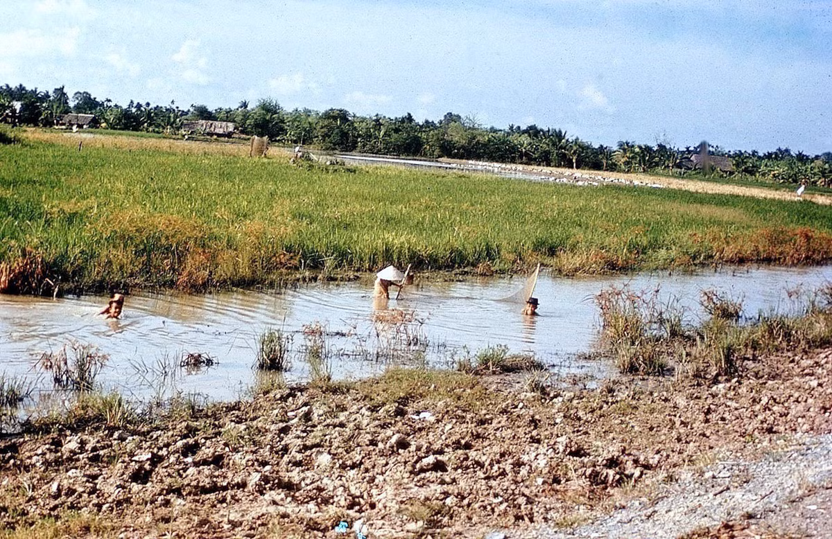 Những đứa trẻ bơi lội quanh một người đàn ông đánh giậm tại một thửa ruộng.