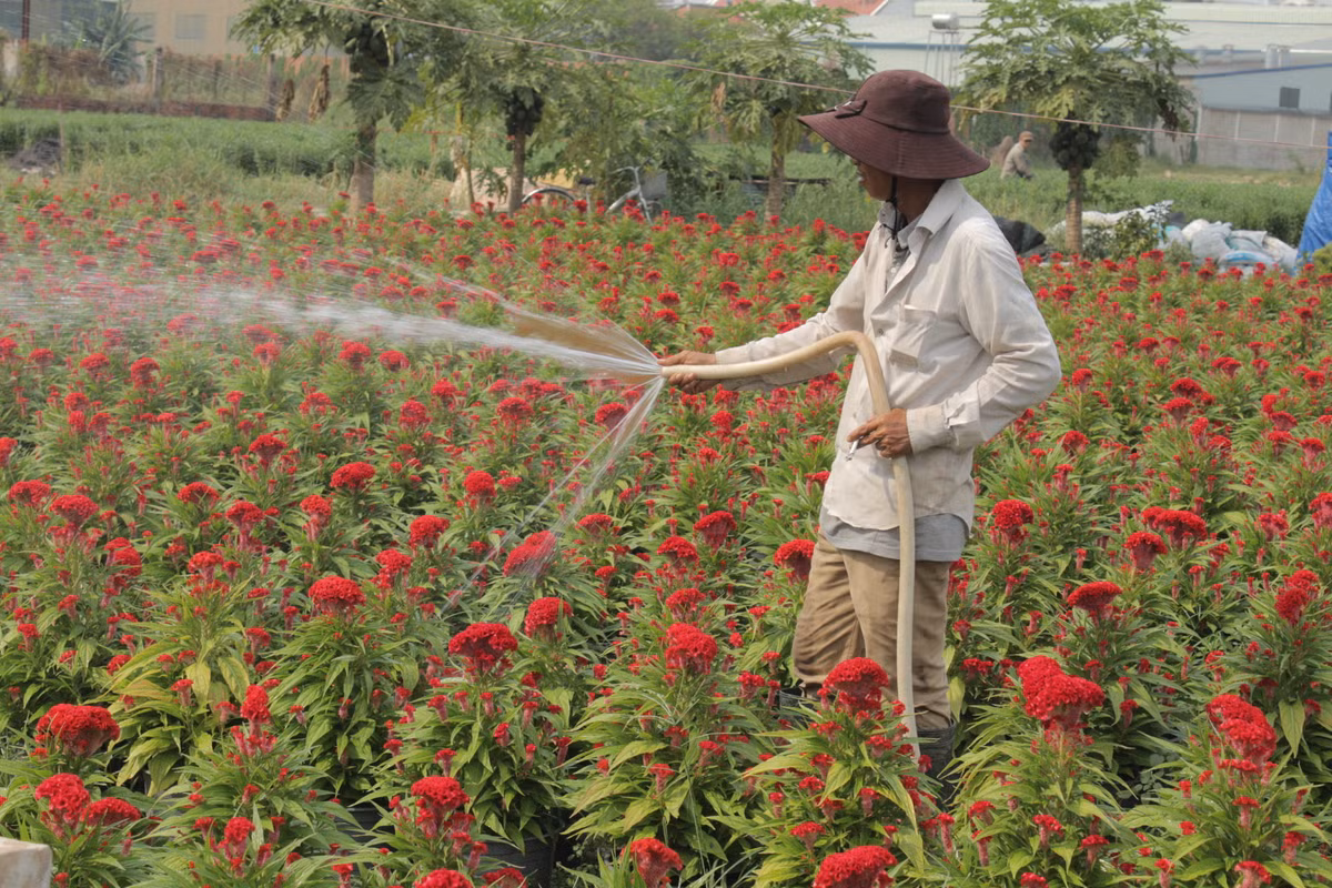 Mỗi ngày người dân phải tưới nước cho hoa 3 lần để tránh tình trạng nắng nóng khiến cây hoa chết cũng như để cây phát triển tốt hơn.