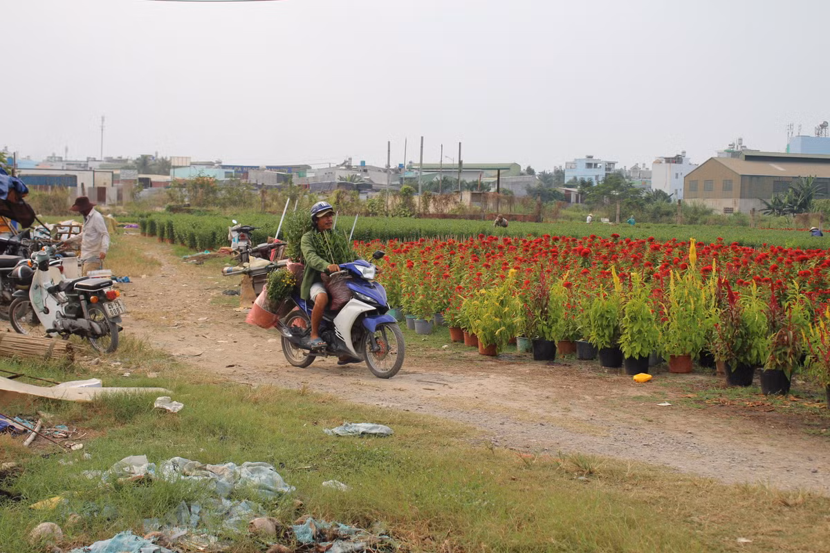 Người dân làng hoa Thới An cho biết, thời điểm này cũng đã có nhiều thương lái đến đặt hàng. 