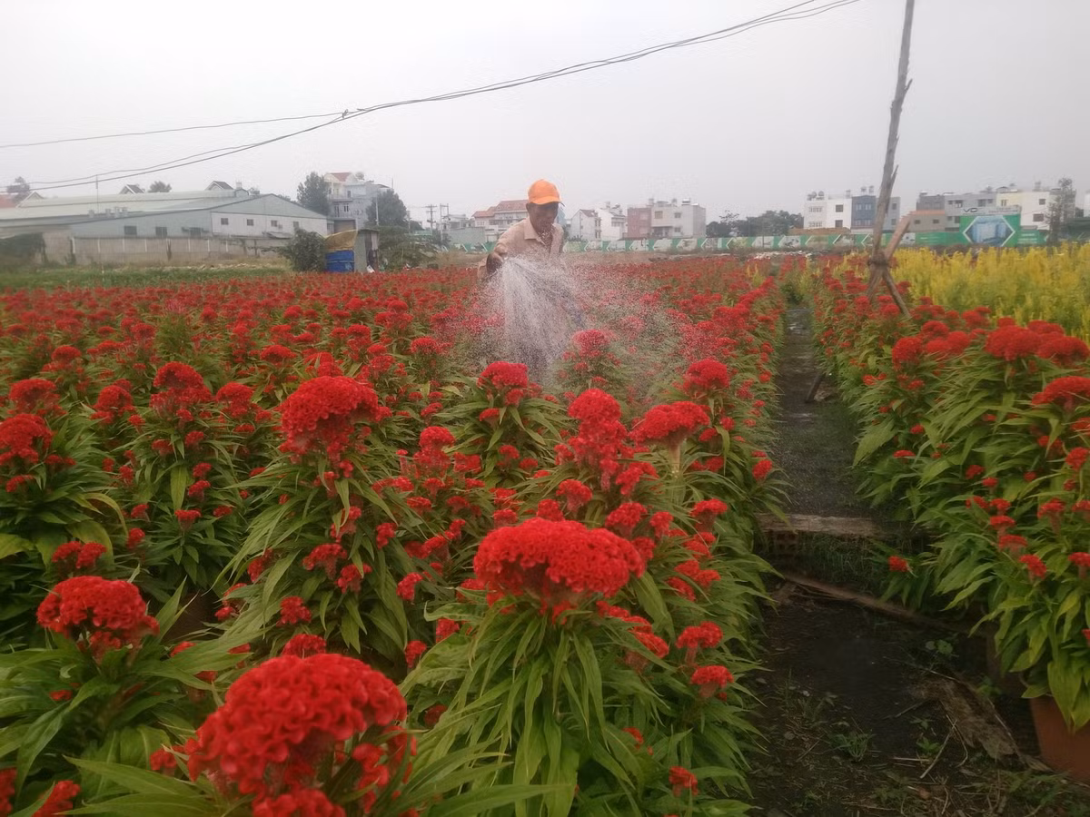 Ông Nguyễn Thanh Hải, người đã có 20 năm trồng hoa Tết cho biết: "Nhà tôi năm nay trồng 5.000 chậu hoa với nhiều loại hoa khác nhau. Hiện tại, hoa đang vào thời kì cắt tỉa và chăm bón nên gia đình tôi bận rộn hơn rất nhiều. Thời gian thương lái đặt hàng và người dân đến mua đông nhất là vào khoảng ngày 15 (âm lịch) trở đi".