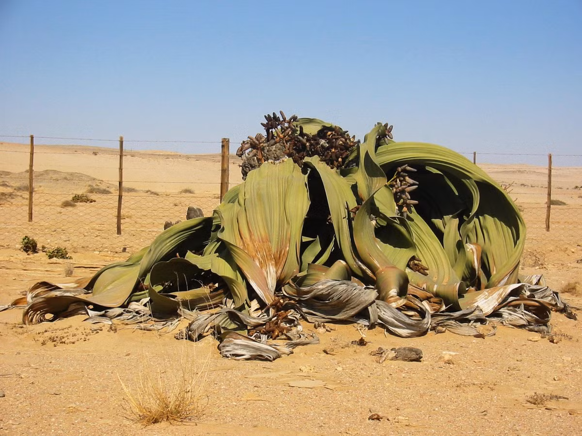 Cây bách lan (Welwitschia mirabilis) sinh trưởng duy nhất trên sa mạc Namib được giới chuyên gia nhận định là một trong những loài cây đặc biệt nhất thế giới. Tên gọi của nó trong tiếng Afrikaans là "tweeblaarkanniedood" (có nghĩa "2 chiếc lá không thể chết"). Tên gọi này rất phù hợp vì bách lan đúng là loài cây chỉ mọc 2 lá suốt đời.