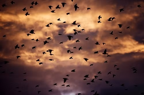 Vào những năm 1960, nhà tự nhiên học Ấn Độ Edward Pritchard Gee và nhà nghiên cứu chim ưng Salim Ali tiến hành nghiên cứu về hiện tượng bí ẩn xảy đến với loài chim ở Jatinga.
