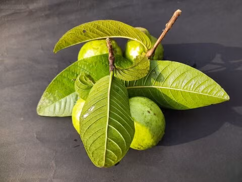 9. Một nghiên cứu cho thấy, lá ổi có thể được sử dụng trong điều trị vô sinh ở nam giới. Ảnh: AS. 