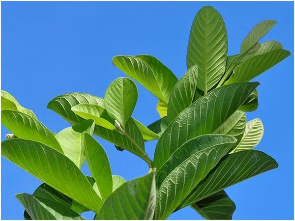 7. Chống lão hóa: Lá ổi chứa chất chống oxy hóa có thể nhanh chóng tiêu diệt các gốc tự do gây hại cho làn do của bạn. Ảnh: Pinterest. 