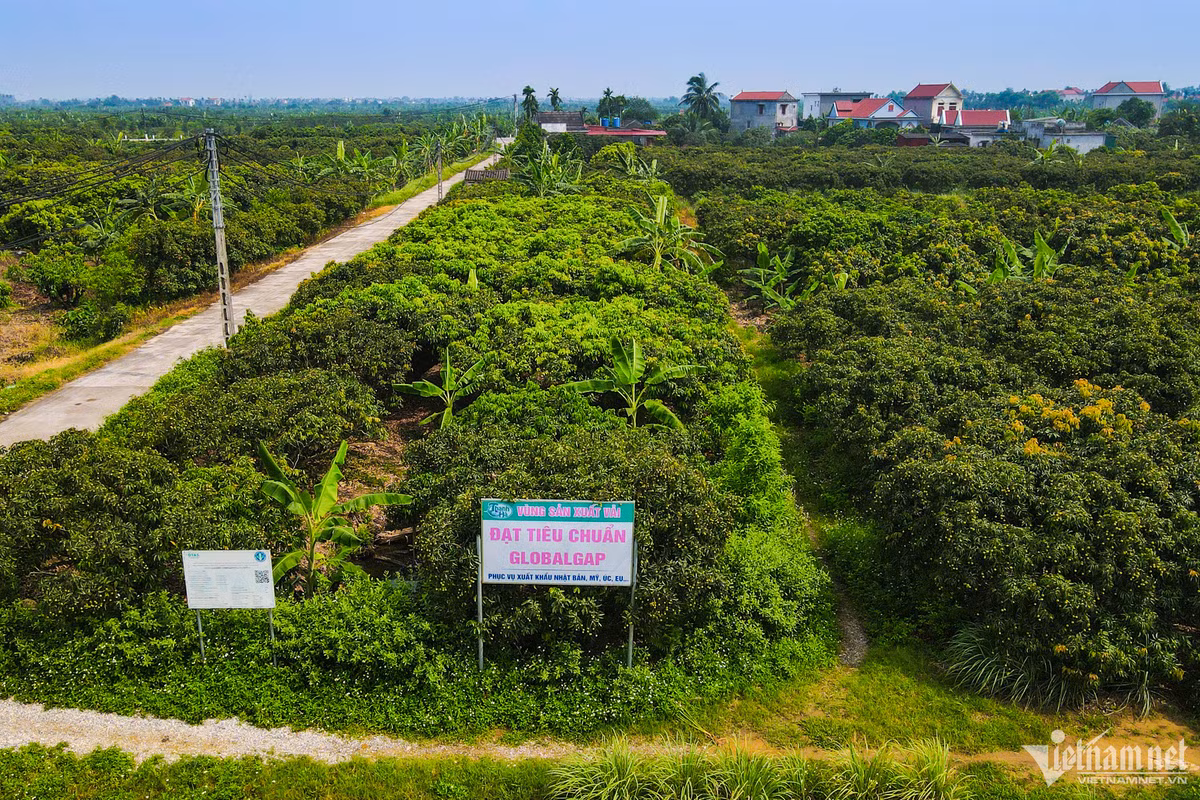 Diện tích vải toàn huyện Thanh Hà năm nay vào khoảng 3.265ha, sản lượng ước đạt 40.000 tấn, trong đó trà vải sớm 25.000 tấn, vải chính vụ 15.000 tấn. Thời gian thu hoạch trà vải sớm bắt đầu từ nửa cuối tháng 5, còn trà vải chính vụ bắt đầu từ nửa cuối tháng 6 năm nay. Theo bà Hà, vải thiều Thanh Hà được sản xuất theo quy trình đạt tiêu chuẩn VietGAP, có hơn 500ha được chứng nhận đạt chuẩn GAP và GlobalGAP.