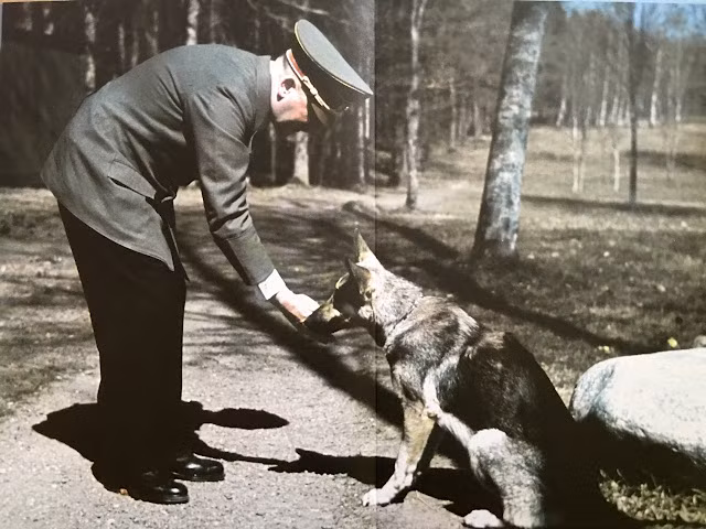 Ngay bản thân Hitler cũng rất thích nuôi động vật,. Trong đó, y thường vui đùa bên các con chó cưng khi rảnh rỗi. Con chó thuộc giống Becgie Đức có tên Blondi được trùm phát xít đặc biệt cưng chiều.