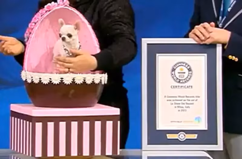 Chú chó có kích thước siêu nhỏ Chu cho co kich thuoc sieu nho