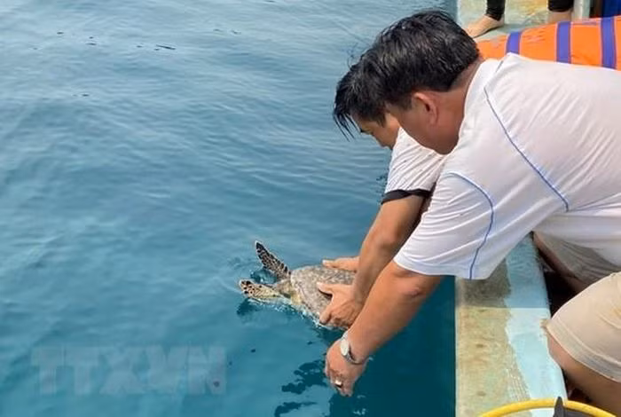 Theo Trung tá Hà Văn Trường, Phó Đồn trưởng Đồn Biên phòng Phước Thuận (Bộ đội Biên phòng tỉnh Bà Rịa-Vũng Tàu), trong chiều ngày 15/5, đơn vị đã phối hợp với Ủy ban nhân dân xã Phước Thuận (huyện Xuyên Mộc) tiến hành thả một cá thể đồi mồi quý hiếm về lại biển.