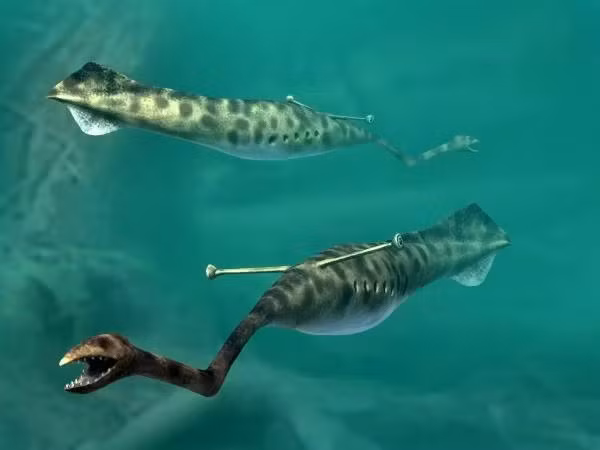 Trong suốt nhiều năm, giới chuyên gia băn khoăn quái vật Tullimonstrum là động vật có xương sống hay động vật không xương sống.