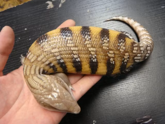 Mỗi khi di chuyển như loài sâu đo, Tsuchinoko phát ra tiếng kêu rít rít ghê rợn.
