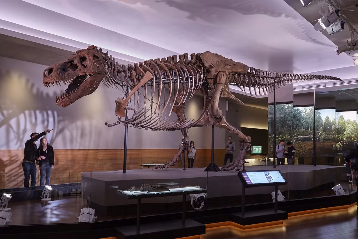 Sue là tên mẫu hóa thạch khủng long bạo chúa Tyrannosaurus rex được Sue Hendrickson - thợ săn hóa thạch tại Viện nghiên cứu địa chất Black Hills - phát hiện tại Nam Dakota vào ngày 12/8/1990. Bà là người đã tìm thấy những chiếc xương đầu tiên của con khủng long. Ảnh: Fieldmuseum.