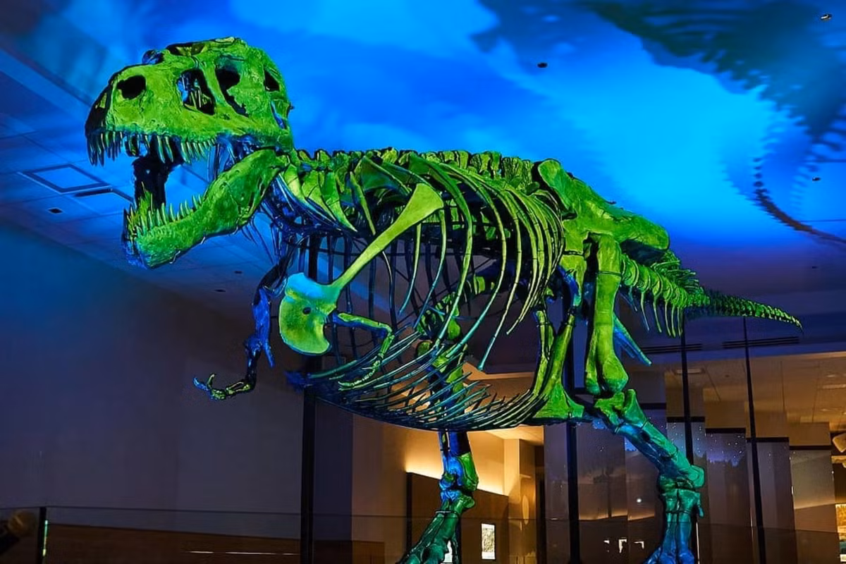 Do Sue Hendrickson có vai trò quan trọng trong việc tìm thấy một hóa thạch khủng long bạo chúa T-rex nên tên của bà được đặt cho mẫu vật này. Ảnh: Fieldmuseum.