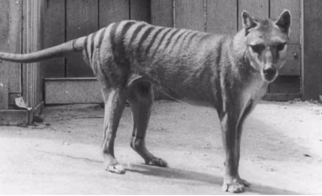 Hổ Tasmania (tên khoa học Thylacinus cynocephalus) có ngoại hình giống với loài chó và có kích thước tương đương chó sói đồng cỏ Bắc Mỹ. Những người định cư Châu Âu trên đảo vào những năm 1800 cho rằng hổ Tasmania gây hại cho gia súc, và bắt đầu săn chúng đến mức tuyệt chủng.