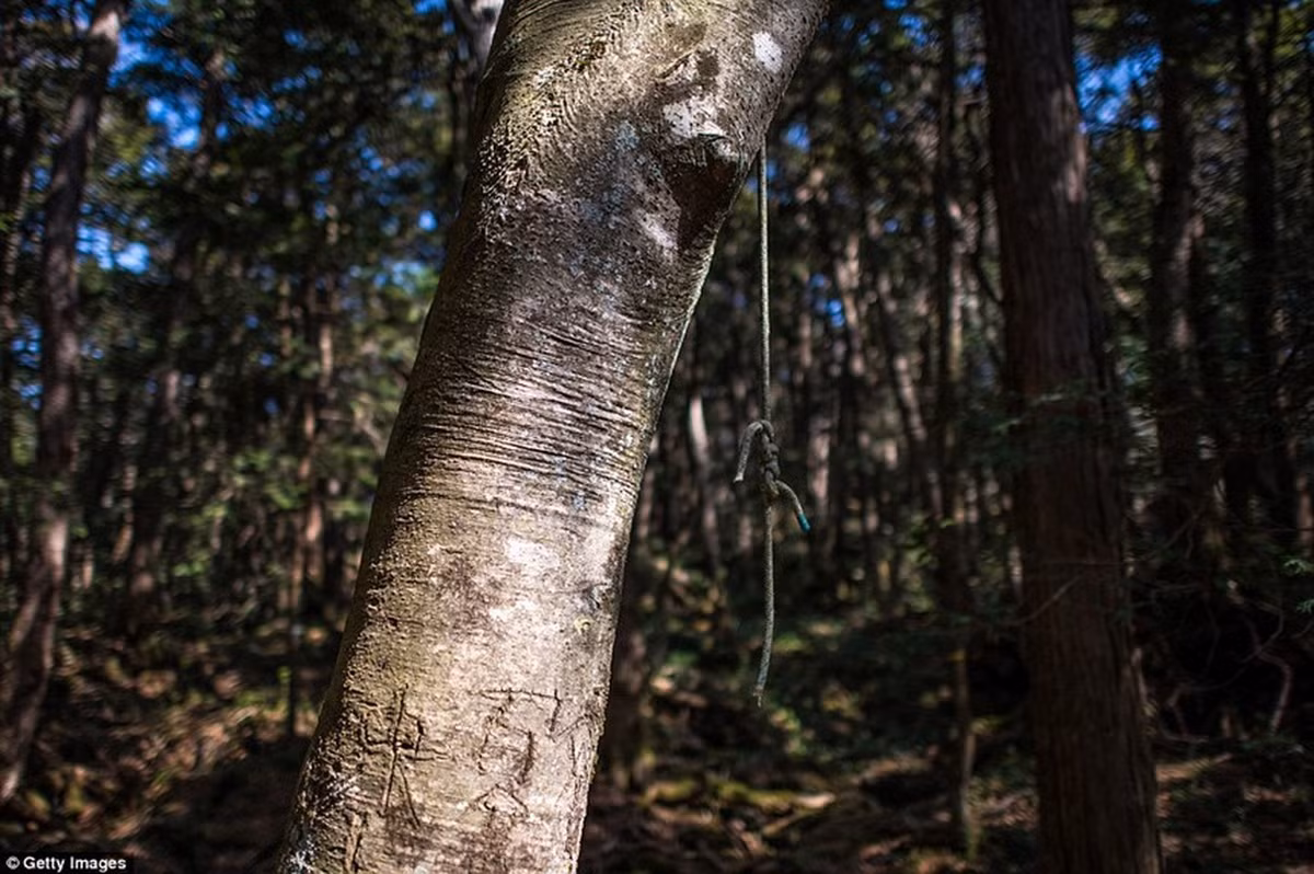 Đồng thời, tại nhiều khu vực trong rừng Aokigahara, giới chức trách đặt nhiều biển cảnh báo với dòng chữ: "Cuộc sống này là món quà quý giá cha mẹ dành tặng cho bạn", kèm theo đường dây nóng hỗ trợ.