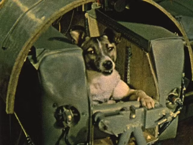 Vào 3 ngày trước vụ phóng, Laika được đưa vào khu vực giới hạn chỉ cho phép di chuyển vài cm. Nó được tắm rửa sạch sẽ, trang bị cảm biến, thiết bị vệ sinh và mặc trang phục vũ trụ dành riêng cho "phi hành gia 4 chân". Ảnh: NASA.