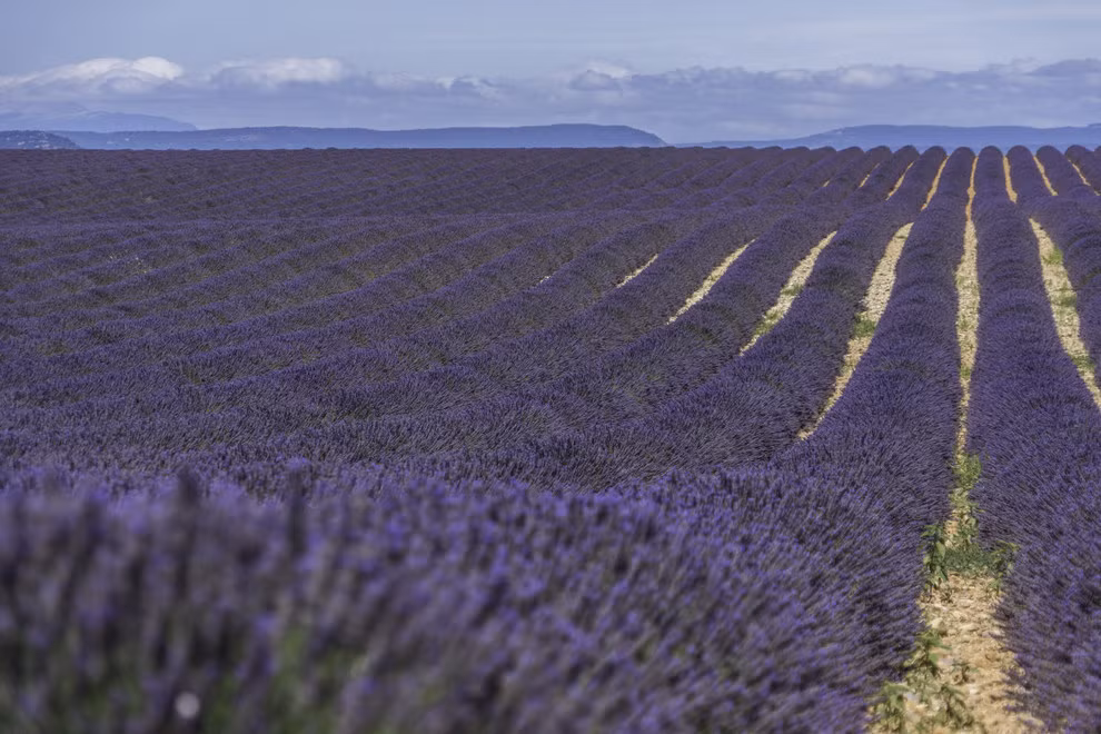 Cánh đồng hoa oải hương nổi tiếng ở Provence, Pháp thường nở rộ vào tháng 6 và tháng 7 hàng năm.