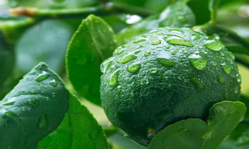 Tác dụng chữa bệnh kỳ diệu từ loại lá cay và thơm Tac dung chua benh ky dieu tu loai la cay va thom