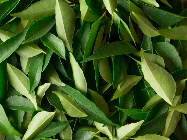 Chất sừng có trong lá cà ri làm giảm sự lão hóa của mái tóc cũng như phục hồi hư tổn sau khi uốn, nhuộm. Bên cạnh đó những chất có trong lá cà ri còn giúp ngăn chặn gàu và làm quá trình mọc tóc nhanh hơn.