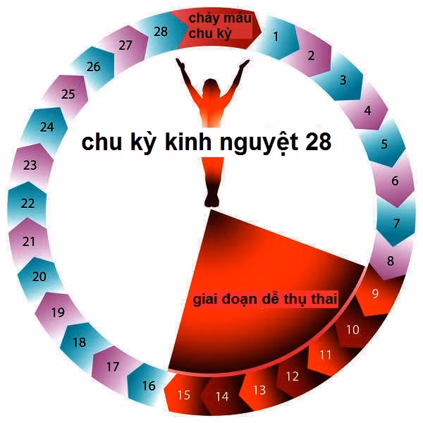 Thời gian quan hệ làm tăng tỷ lệ mang thai. Sự rụng trứng sẽ bắt đầu khoảng 14 ngày trước lần chu kỳ kinh nguyệt tiếp theo của bạn. Khi trứng rụng, nhiệt độ cơ thể của bạn sẽ tăng thêm khoảng nửa độ và bạn phải nhanh chóng quan hệ trong 24 đến 36 giờ sau đó vì lúc này cơ hội thụ thai là rất cao.