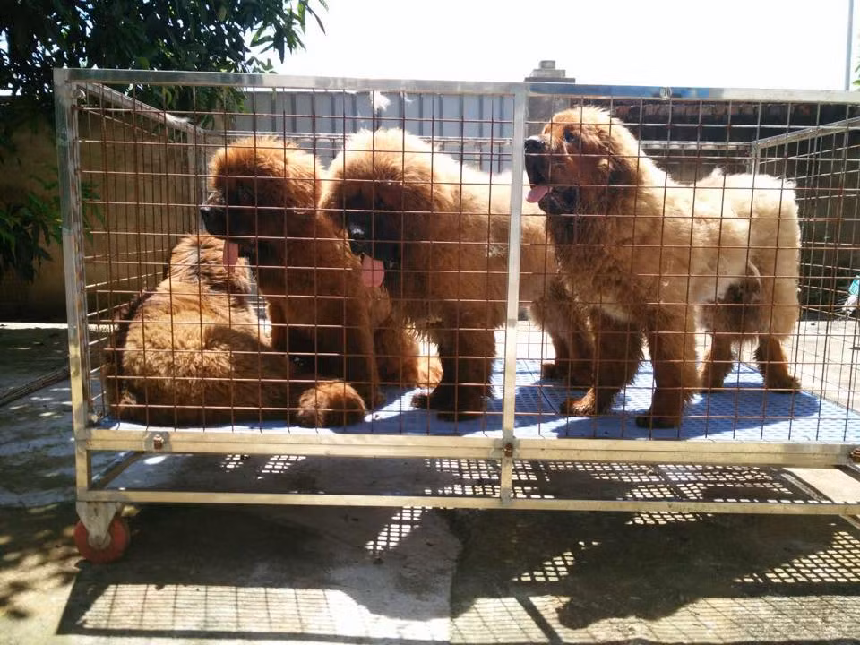 Chất lượng thức ăn không đảm bảo cũng khiến ngao bị bệnh. Bởi thế, dù chúng có thể ăn thịt sống nhưng những người nuôi chó Việt Nam thường nấu chín thức ăn của ngao. Ảnh: Trại chó ngao tạng Phượng Hoàng.