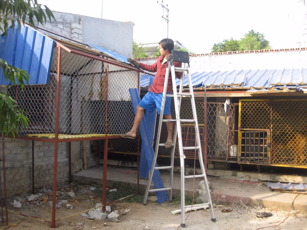 Chế độ dinh dưỡng của các chú chó này cũng rất quan trọng. Nhiều người không biết cân đối dinh dưỡng từng thời kỳ của chó nên có thể khiến chúng bị béo phì, tỷ lệ xương - cơ quá chênh lệch, ảnh hưởng tới sức khỏe. Ảnh: Zing.