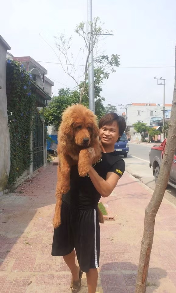 Ngoài ra, chó Tạng cần không gian rộng nên người nuôi phải thường xuyên cho chúng đi dạo. Ảnh: Zing.