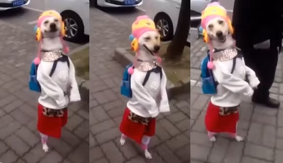 Cô chó Xiaoniu ở Thượng Hải, Trung Quốc, một trong những cô chó nổi tiếng.