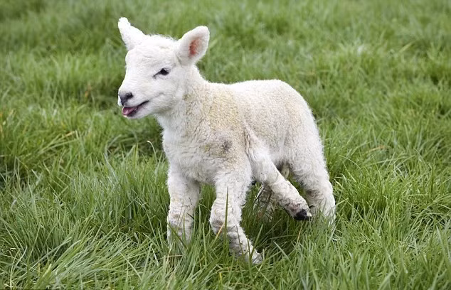 Trong một trang trại tại Ashbourne, Derbyshire, Anh, một con cừu 5 chân được phát hiện. Mặc dù ngoại kỳ quái, khác biệt với đồng loại nhưng chú cừu vẫn được giữ lại và trở thành thú cưng đặc biệt.