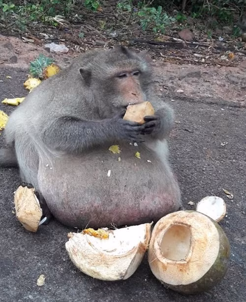Hiện tại, Fatty đã giảm được vài cân, chỉ còn 24,72kg. Mặc dù vẫn còn béo gấp đôi những con khỉ khác, thế nhưng nó đã quen với các loại thực phẩm tự nhiên.