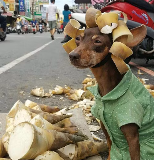Chú chó đáng yêu Xiaopi, 7 tuổi, ở khu Tân Hóa, thành phố Đài Nam, Đài Bắc nổi tiếng với phong cách các bà nội trợ của mình. Nó thường xuyên diện trang phục của các bà mẹ và giúp chủ nhân bán được rất nhiều hàng.