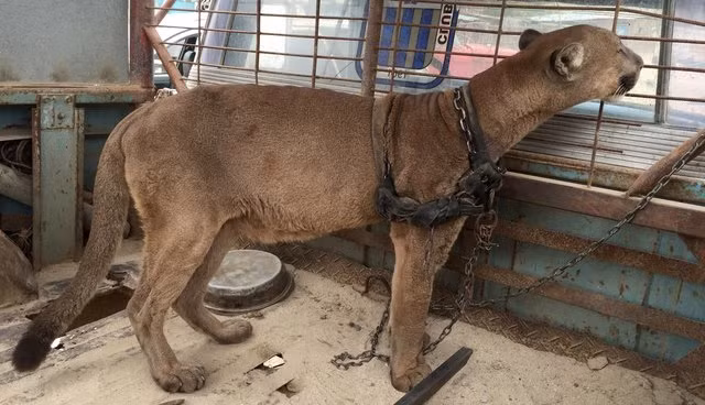Theo Jan Creamer, chủ tịch tổ chức Animal Defenders International (ADI), con báo sư tử đáng thương có thể đã được bán cho ông chủ gánh xiếc tư nhân lưu động từ khi còn sơ sinh.