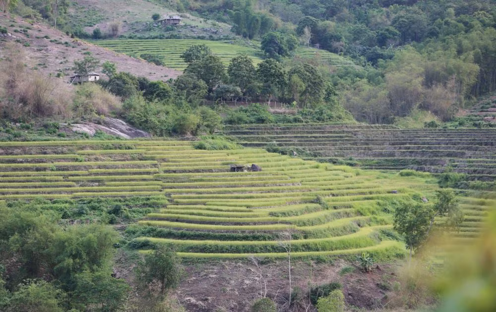 Cũng do địa hình đồi núi cao, nên ruộng lúa nơi đây chủ yếu là ruộng bậc thang. Ảnh: Quách Du
