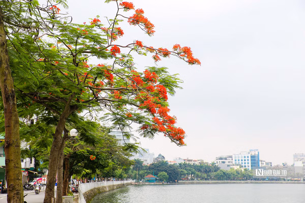 Từng chùm hoa phượng rực đỏ tại 1 góc hồ Tây.