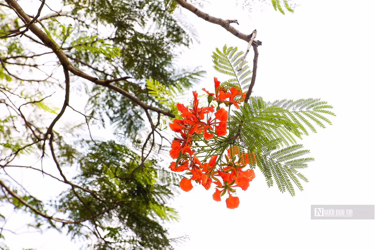 Cánh hoa của phượng vĩ lớn, với 4 cánh hoa tỏa rộng màu đỏ cam, còn cánh hoa thứ năm mọc thẳng, lốm đốm màu trắng.