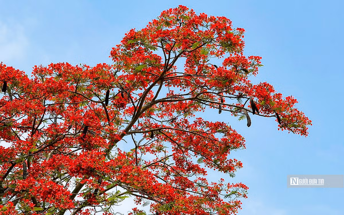 Được biết, phượng vĩ còn có tên là xoan tây hay điệp tây.