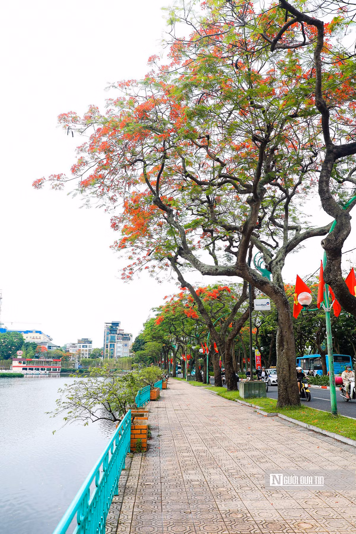 Cây phượng cao lớn, tán lá toả rộng làm bóng mát cho nhiều người "tránh nắng" giữa ngày hè oi bức.