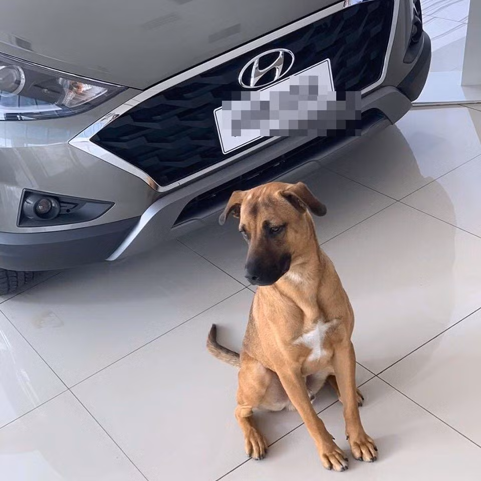 Theo chủ đại lý này cho biết, chú chó đã nhanh chóng chiếm được cảm tình của nhân viên lẫn khách hàng tại đây. Mỗi ngày chú chó màu nâu này sẽ đi đến trước cửa của hãng xe và ngồi im khiến không ít người ra vào lầm tưởng là một bức tượng trưng bày, hay nghĩ rằng nó là chó nghiệp vụ được nuôi để làm bảo vệ cho showroom. 